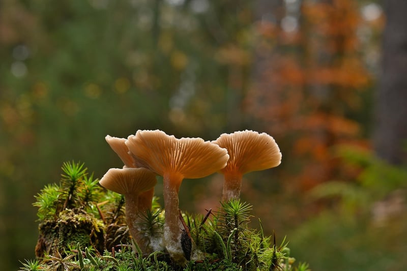 Food Gathering